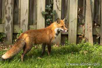 Potentially rabid fox reported in Arlington, remains at large