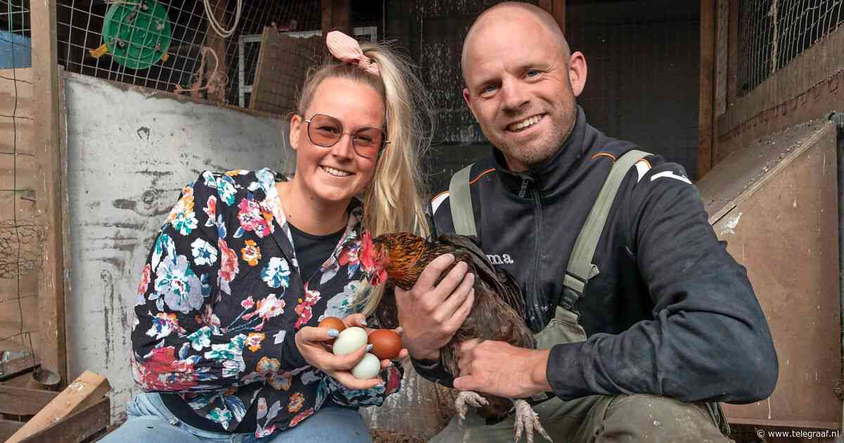 Houders hobbykippen bang voor toekomst na PFAS-adviezen: ’Straks mogen we niets meer uit eigen tuin eten’