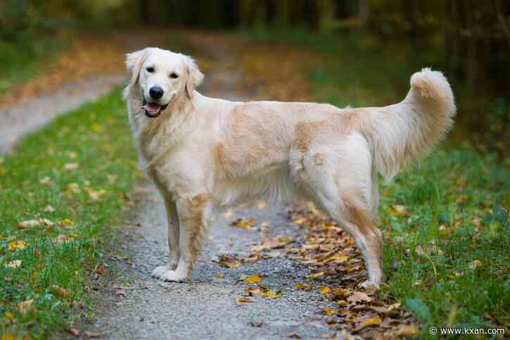 How to keep your pet safe during tick season