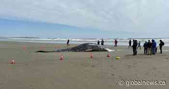 Dead grey whale washes up on western Vancouver Island beach