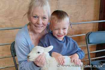 The number of people who needed hospital treatment after feeding animals at Welsh farm has been revealed