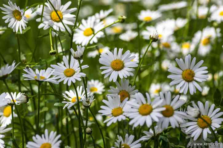 A gift guide for Mother's Day in Albuquerque