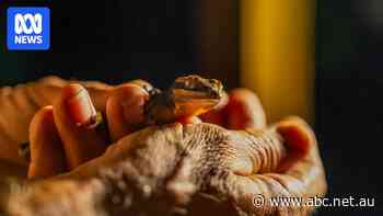 Has Instagram fame cursed these endangered geckos?