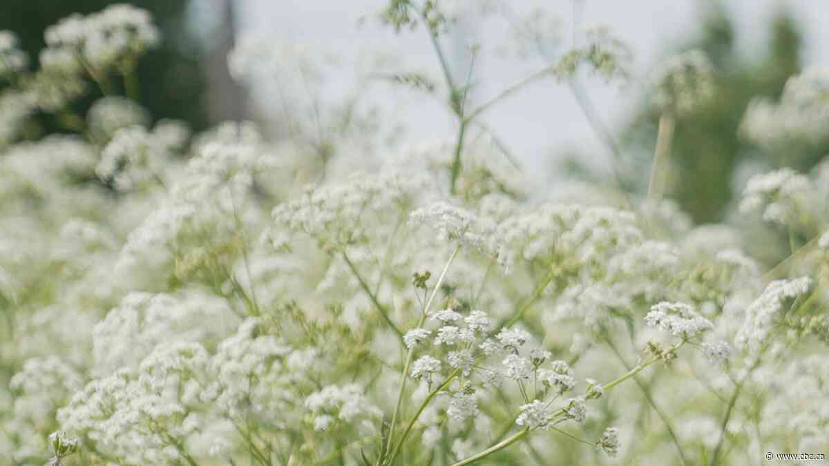 Your allergies are about to get worse