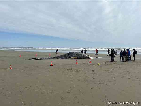 Grey whale washes ashore near Tofino, B.C. Cause of death unknown