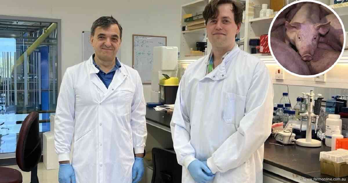 Could lab-grown fat cells that taste like bacon be a game-changer for pork?