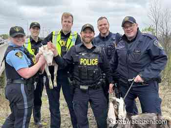 Goat on the run causes ruckus south of Ottawa