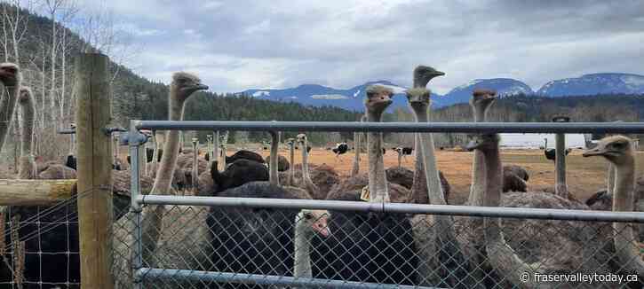 Three MLAs are supporting a B.C. farming family whose 400 ostriches are to be culled