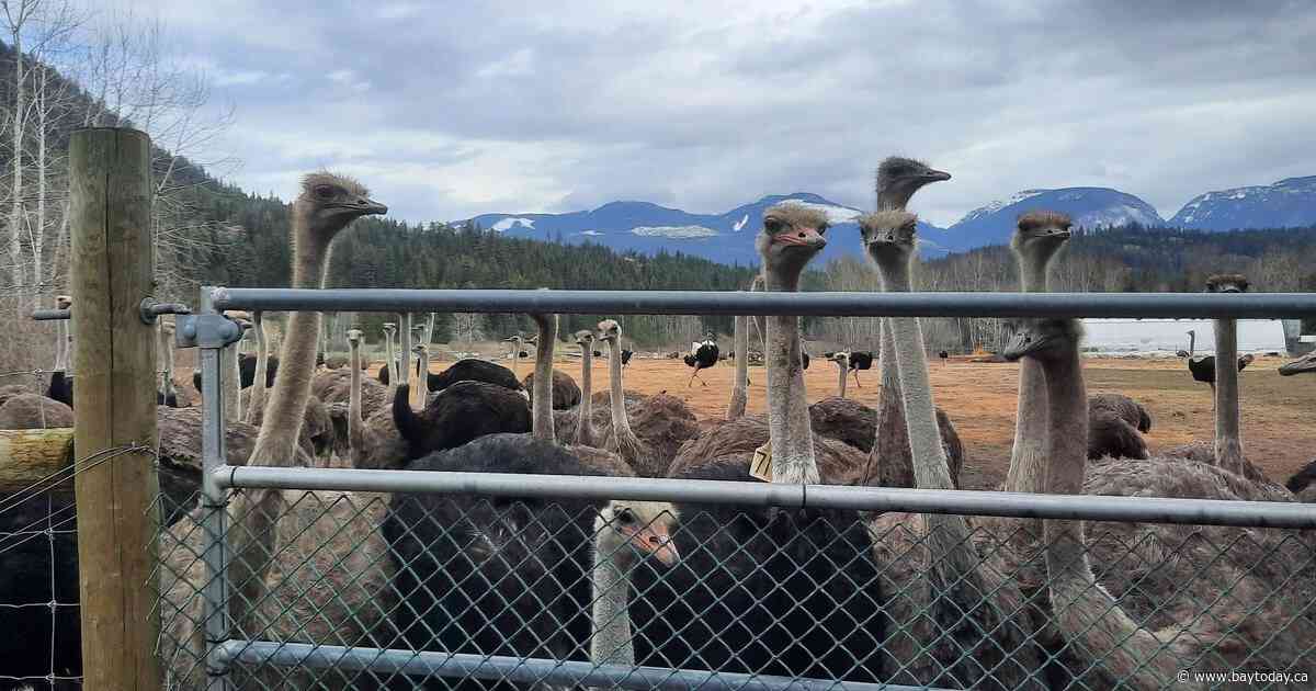 Three MLAs are supporting a B.C. farming family whose 400 ostriches are to be culled