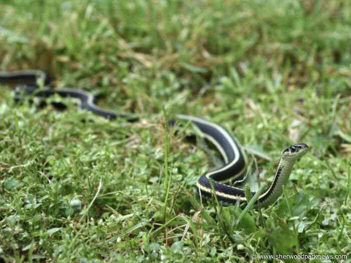 Alberta Parks issues warning about garter snakes in local area