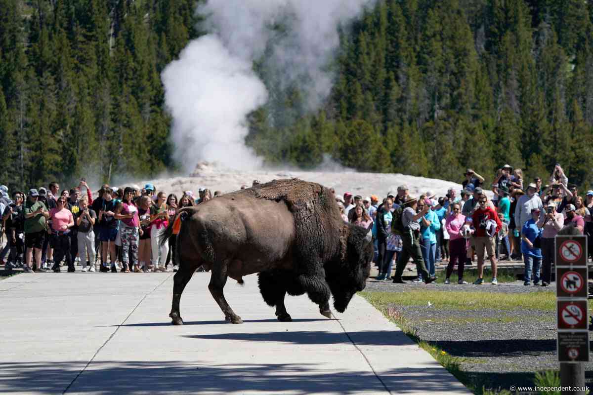 Bison gores Florida man at Yellowstone National Park after he got too close to powerful animal
