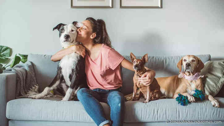 Top 10 dogs for first time owners