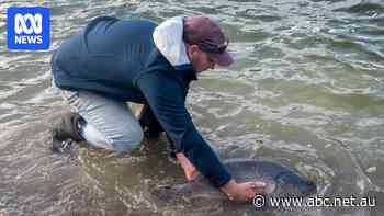 The powerful fish that could boost tourism and kill a reviled pest