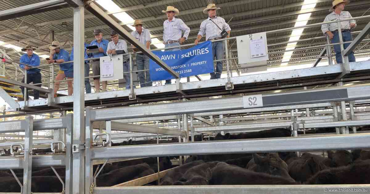 Inverell heifers sell firm as calves on grass make the most of a great season
