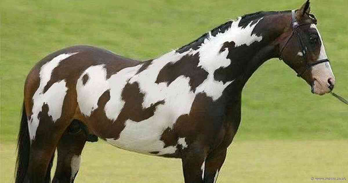 Only people with high IQ can spot TWO horses in under 10 seconds in optical illusion