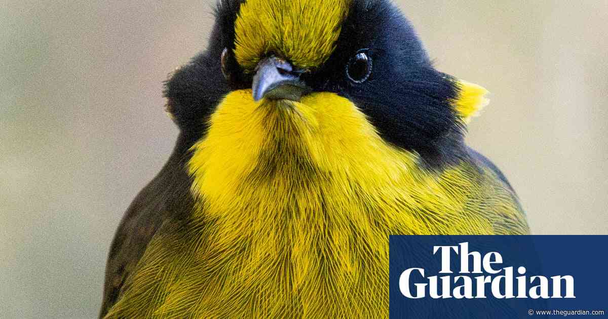 Helmeted honeyeaters return to Cardinia in Victoria for first time since 1983’s Ash Wednesday bushfires