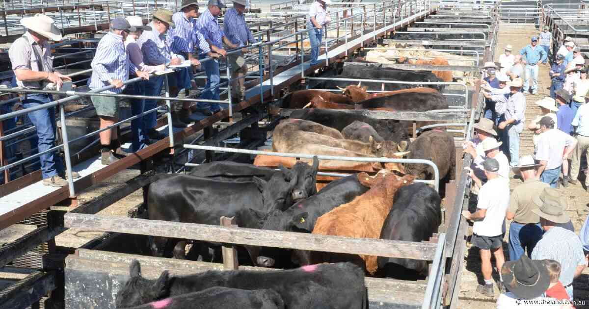 Quality cattle hold firm while plainer condition slips at Gloucester store sale