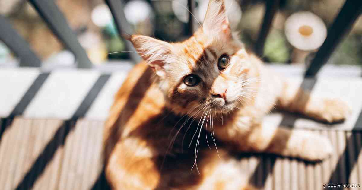 Vets warn of overlooked ‘high-rise syndrome’ as mini heatwave hits the UK