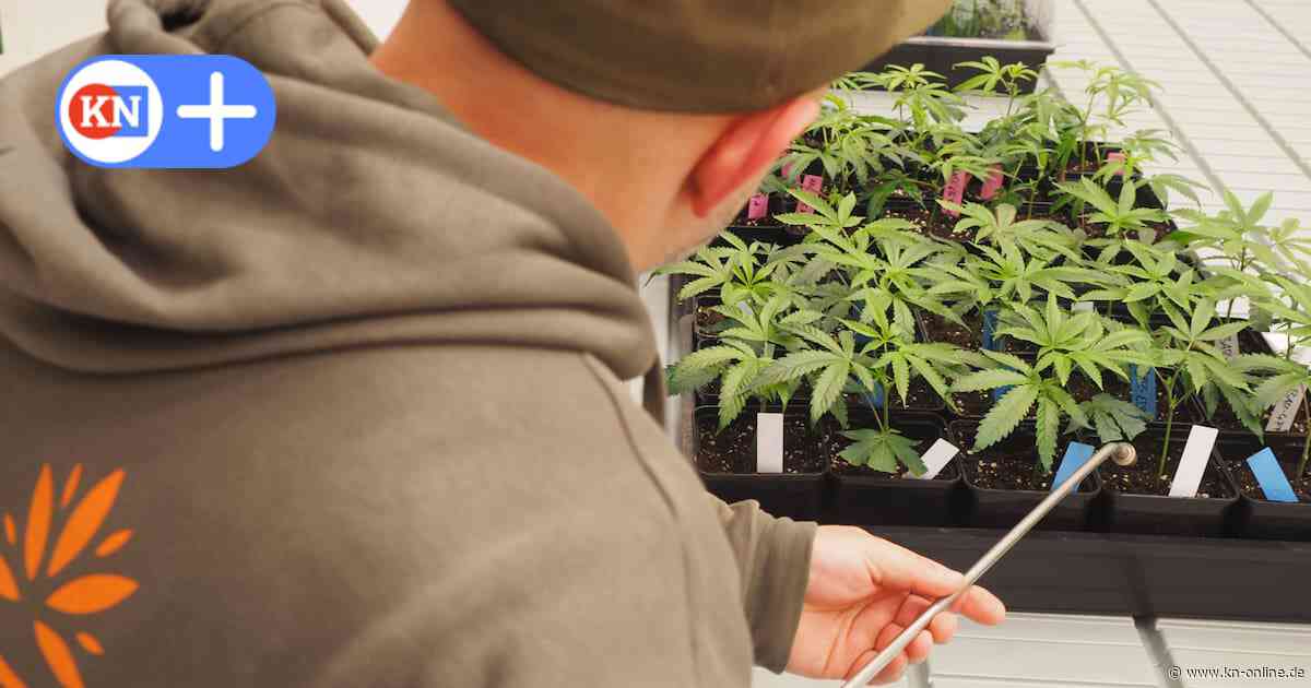 Schleswig-Holstein: Erste Cannabis-Vereins-Plantage in Segeberg gestartet