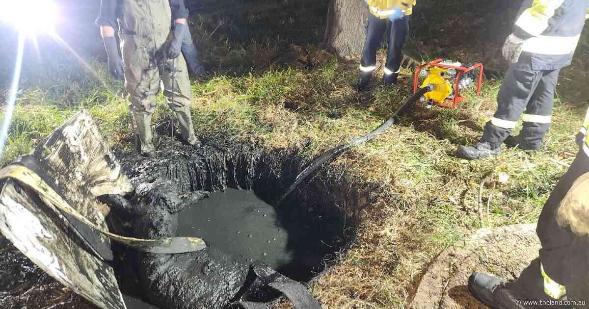 Crappy situation: Rural fire brigade's three-hour mission to save stuck cow