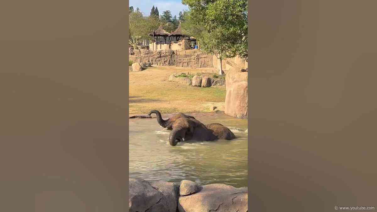 Safari Park Pachy Pool Party