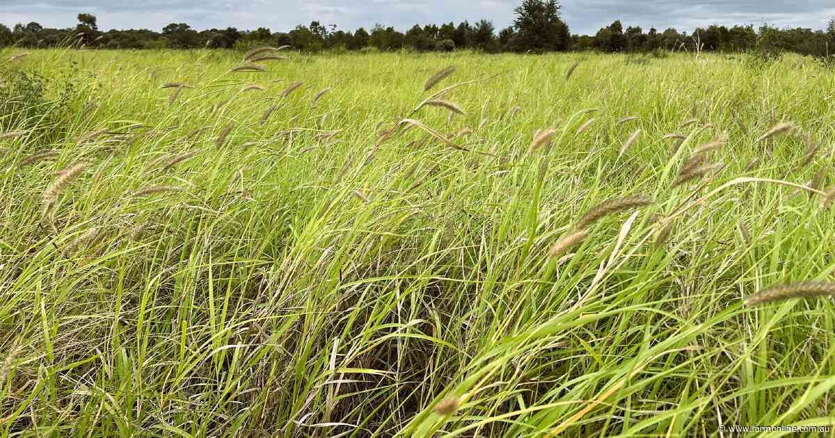 Major Central Queensland breeding and backgrounding property Myra on market