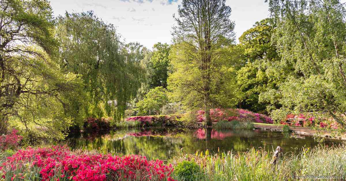 The Instagram-famous Richmond gardens blooming with colourful Azaleas