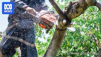 Can you cut your neighbour's overhanging trees? Here are the rules