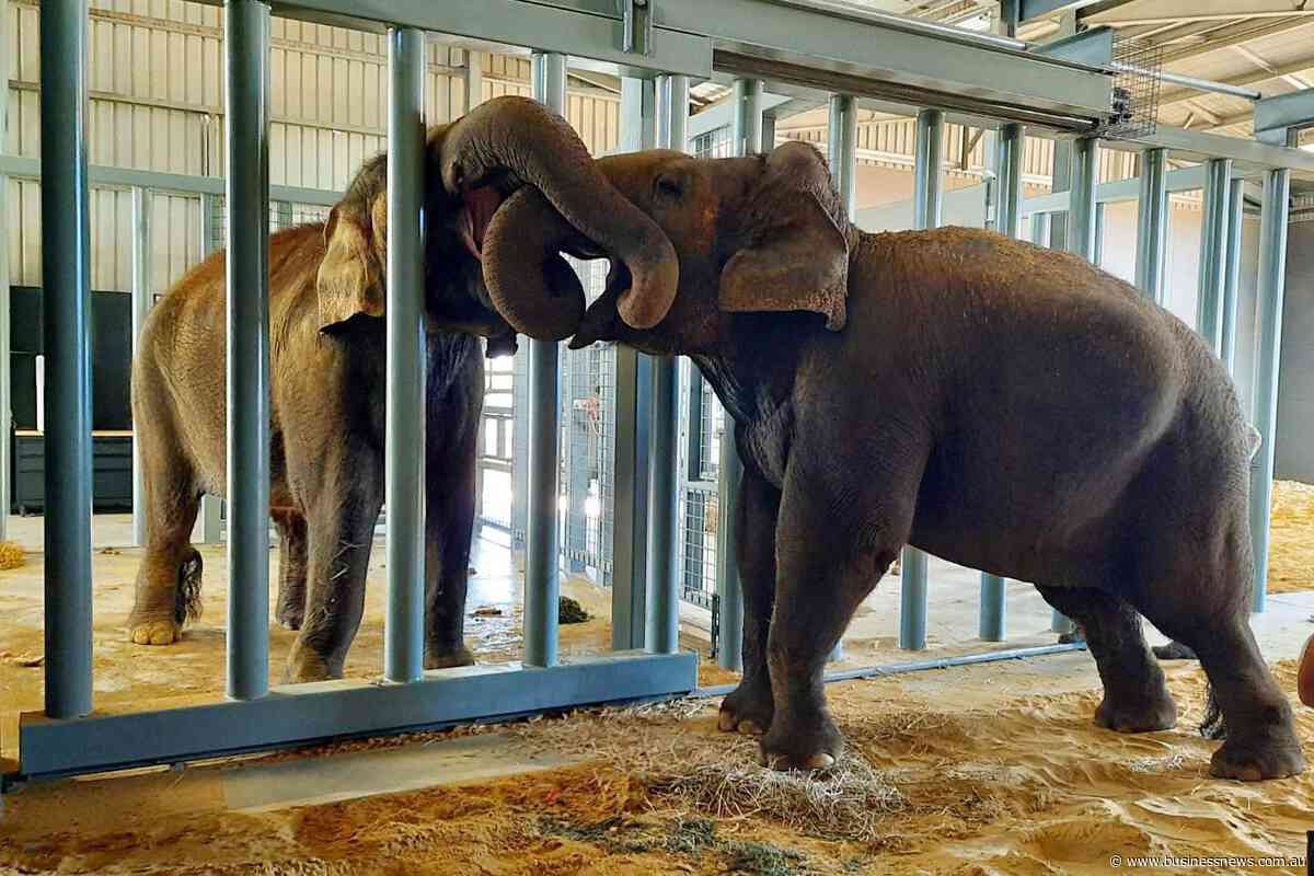 Opinion: A bittersweet jumbo journey for Perth Zoo elephant