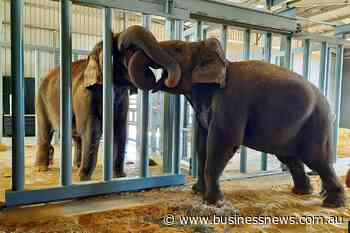 Opinion: A bittersweet jumbo journey for Perth Zoo elephant
