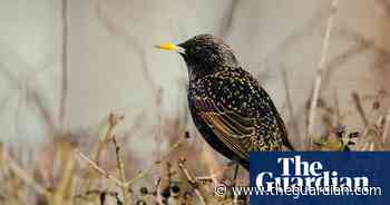 Week in wildlife: A rare chameleon, friendly starlings and hot buffaloes