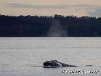 Grey whale ’Little Patch’ mesmerizes, sparks connection in Metro Vancouver