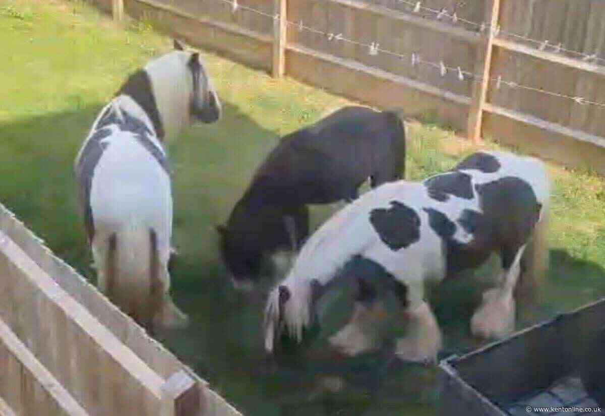 ‘I looked outside to find three escaped horses nibbling on my neighbour’s grass’