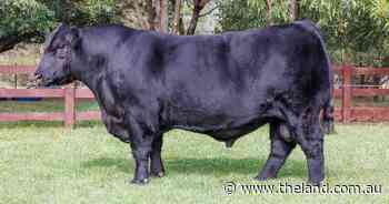 Vote of confidence as Sydney Royal champion tops the Tattykeel elite sale