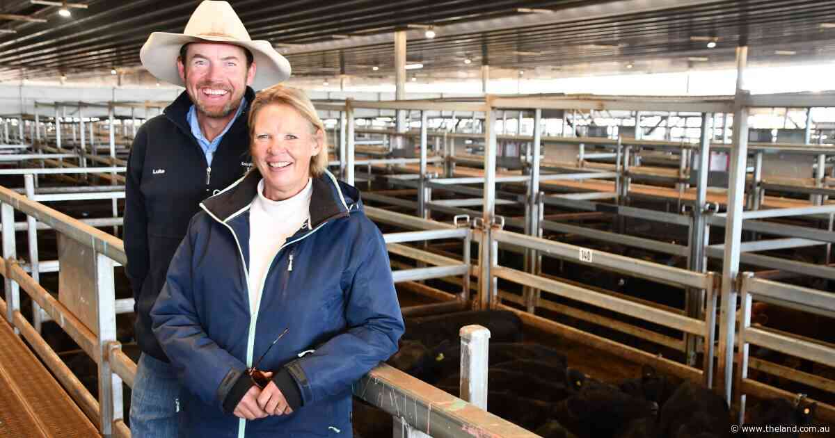 Northern support underpins Carcoar store sale as yarding swells to 6699 head