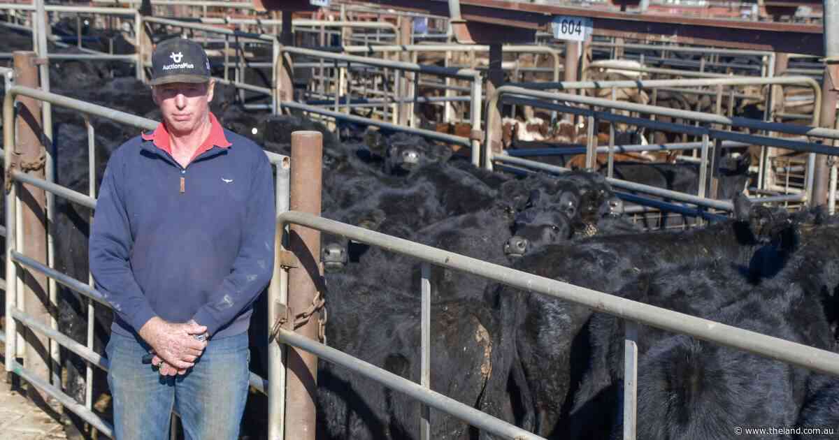 Cattle numbers triple for second Wagga Wagga store sale as season tightens