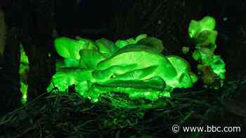 Australia's mysterious, glowing 'big four'