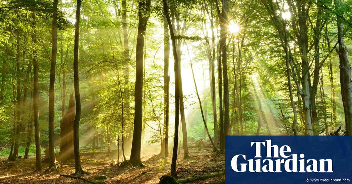 Plan for windfarm in German ‘fairytale forest’ stokes green energy culture war
