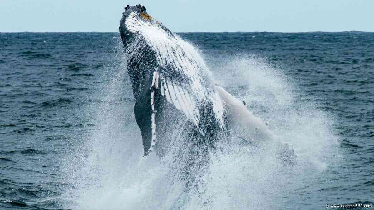 NASA Spots Plankton Swarms from Space to Help Save North Atlantic Right Whales