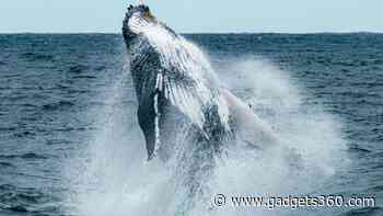 NASA Spots Plankton Swarms from Space to Help Save North Atlantic Right Whales