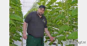 "Tomaten- en komkommerprijzen sinds het begin van het seizoen rampzalig"