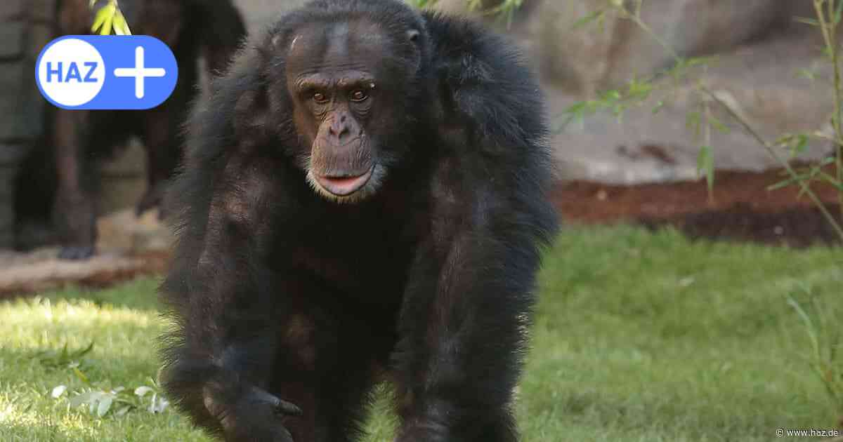 Trauer im Zoo Hannover: Schimpanse Toto mit 30 Jahren gestorben