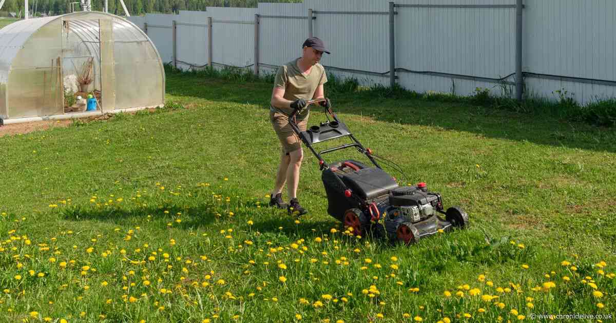 Expert method to remove dandelions from lawns naturally without vinegar or chemicals