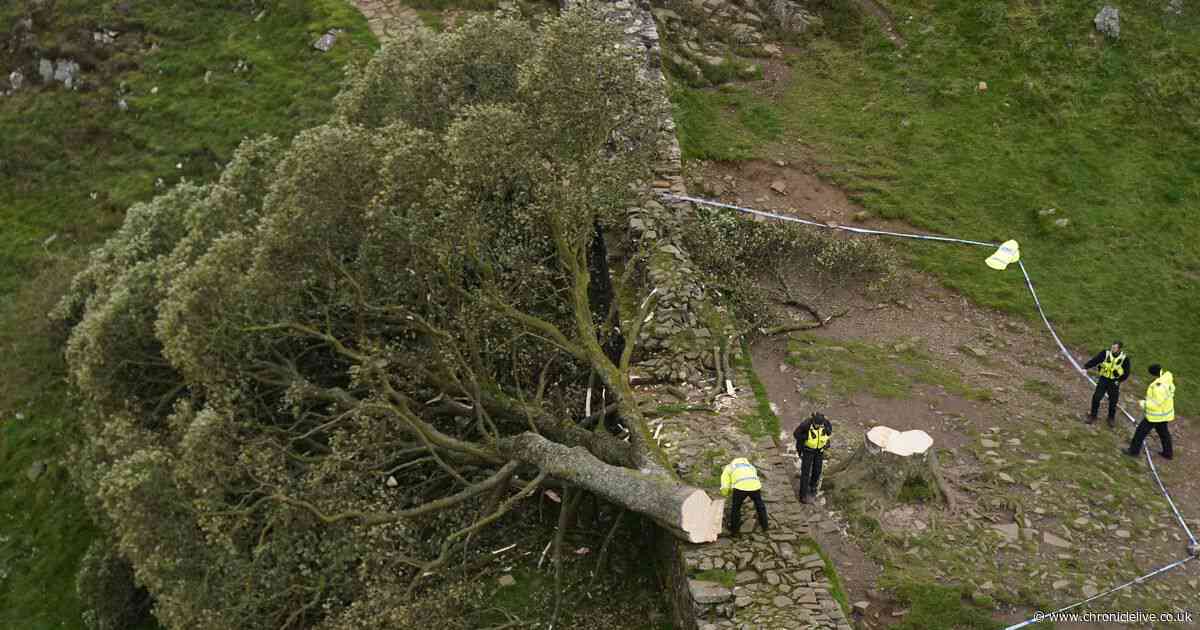 'Pair who deliberately felled our Sycamore Gap tree must be punished with tough sentences'