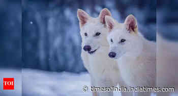 Wolf protection downgrade gets green light in EU