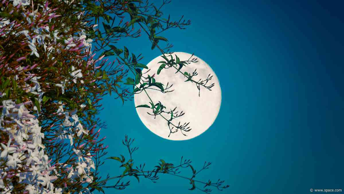 Full 'Flower Moon' 2025 blooms on May 12: Here's where to look