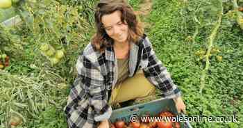 Welsh farmers and growers praying for rain after unusually dry conditions
