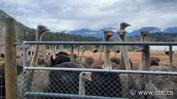 3 MLAs are supporting a B.C. farming family whose 400 ostriches are to be culled