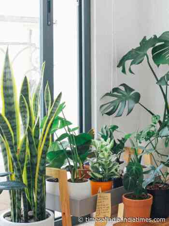 10 indoor plants recommended by NASA and why one must grow them