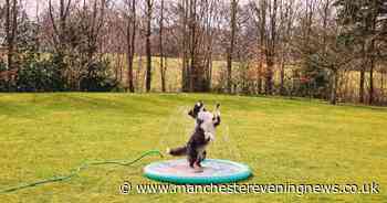 Aldi announces return of 'hit' pet range starting from just £2.99 but warns 'once they're gone they're gone'